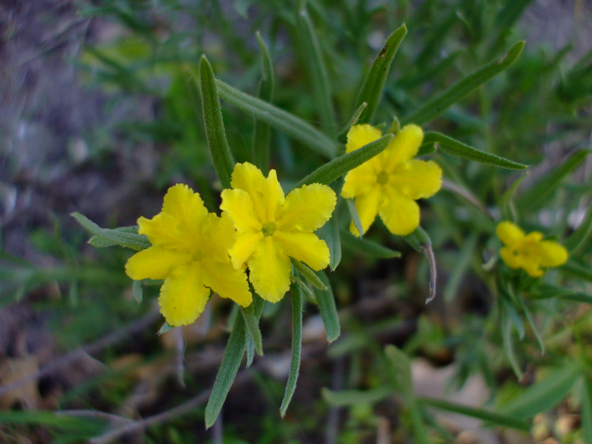 Lithospermum incisum